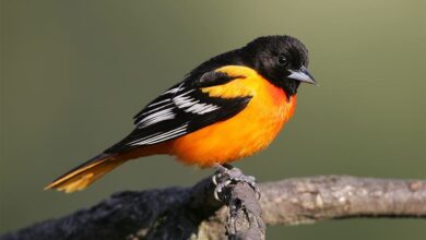 What Bird Is Black with a Orange Belly