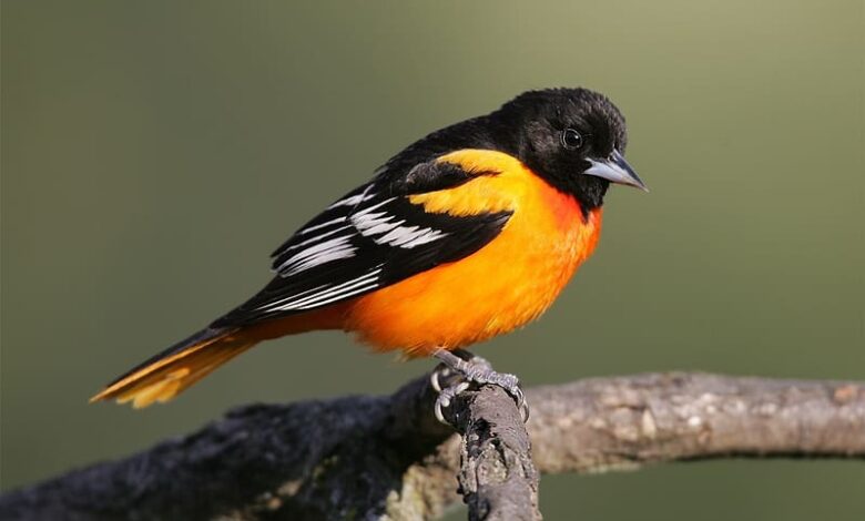 What Bird Is Black with a Orange Belly