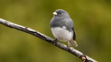 What Do Juncos Bird Eat