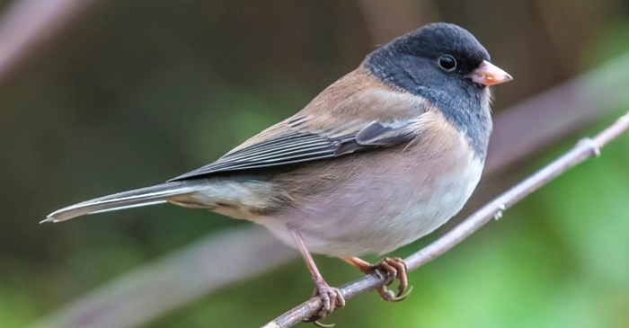 What Do Juncos Bird Eat Discover Their Favorite Foods and Feeding Habits